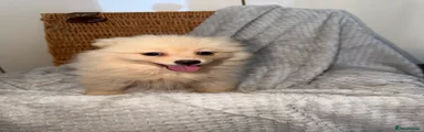 Pomeranian 4