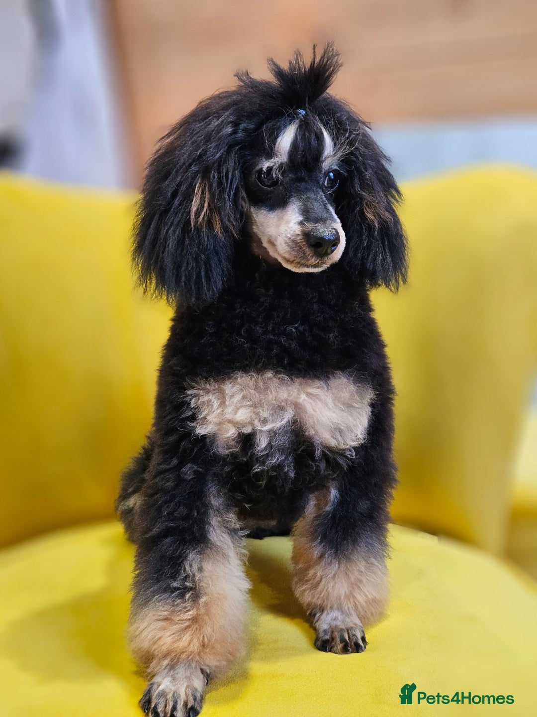 Toy Poodle dogs for sale: Gorgeous Tiny Toy Poodle Pups  - Image 29