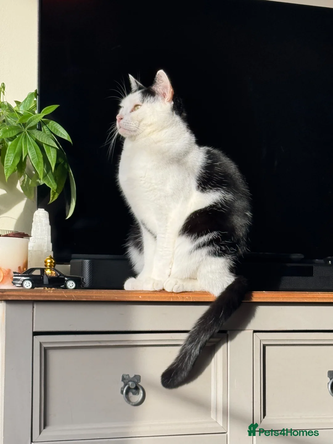 Mixed Breed cats for sale: Cat for re home  - Advert 2