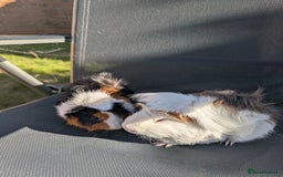Guinea Pig rodents for sale: Two bonded Guinea pigs - Image 3