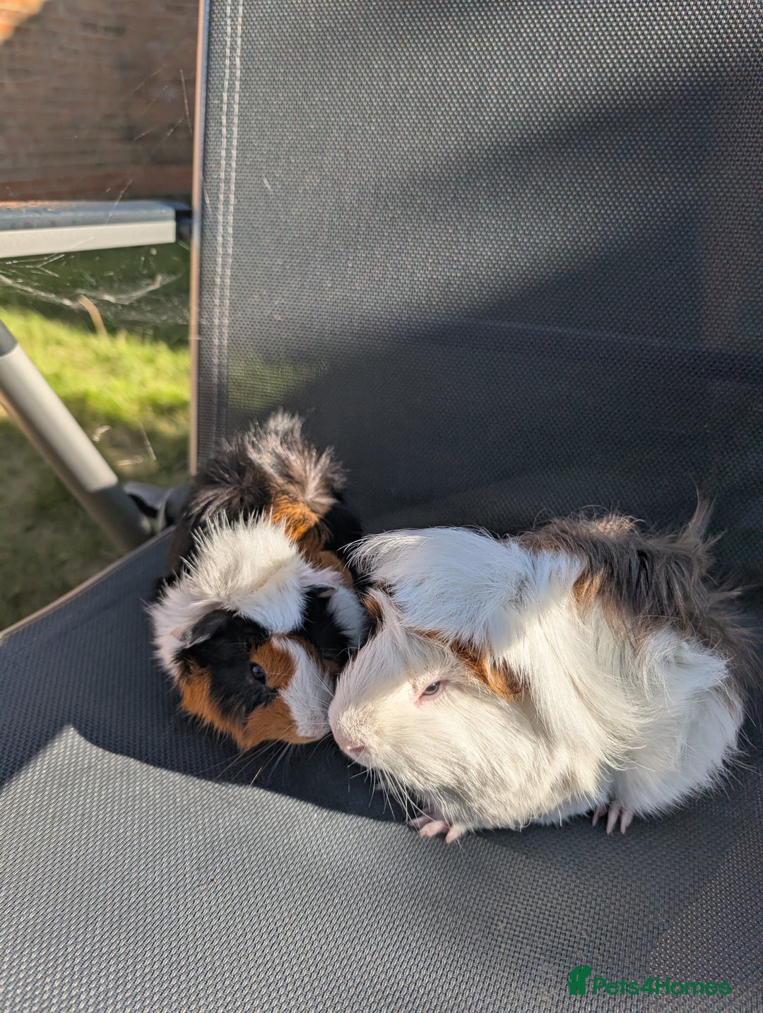 Guinea Pig rodents for sale: Two bonded Guinea pigs - Image 3