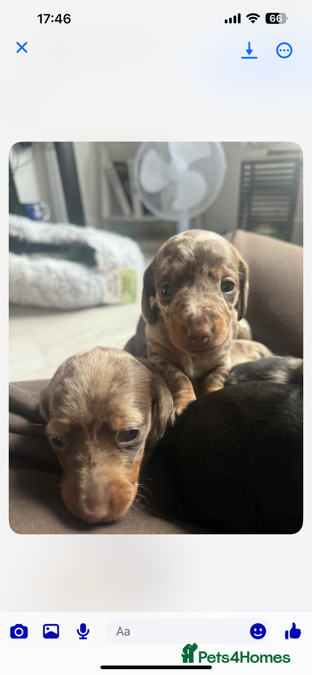 Dachshund dogs for sale: 1 boy 3 girls  - Image 5