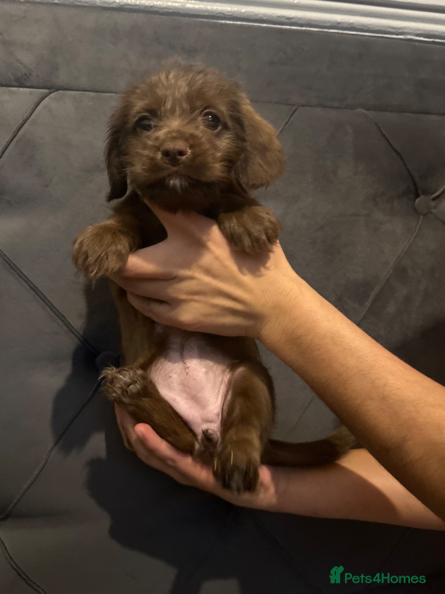Labradoodle dogs for sale: Puppy needs new home - Advert 5