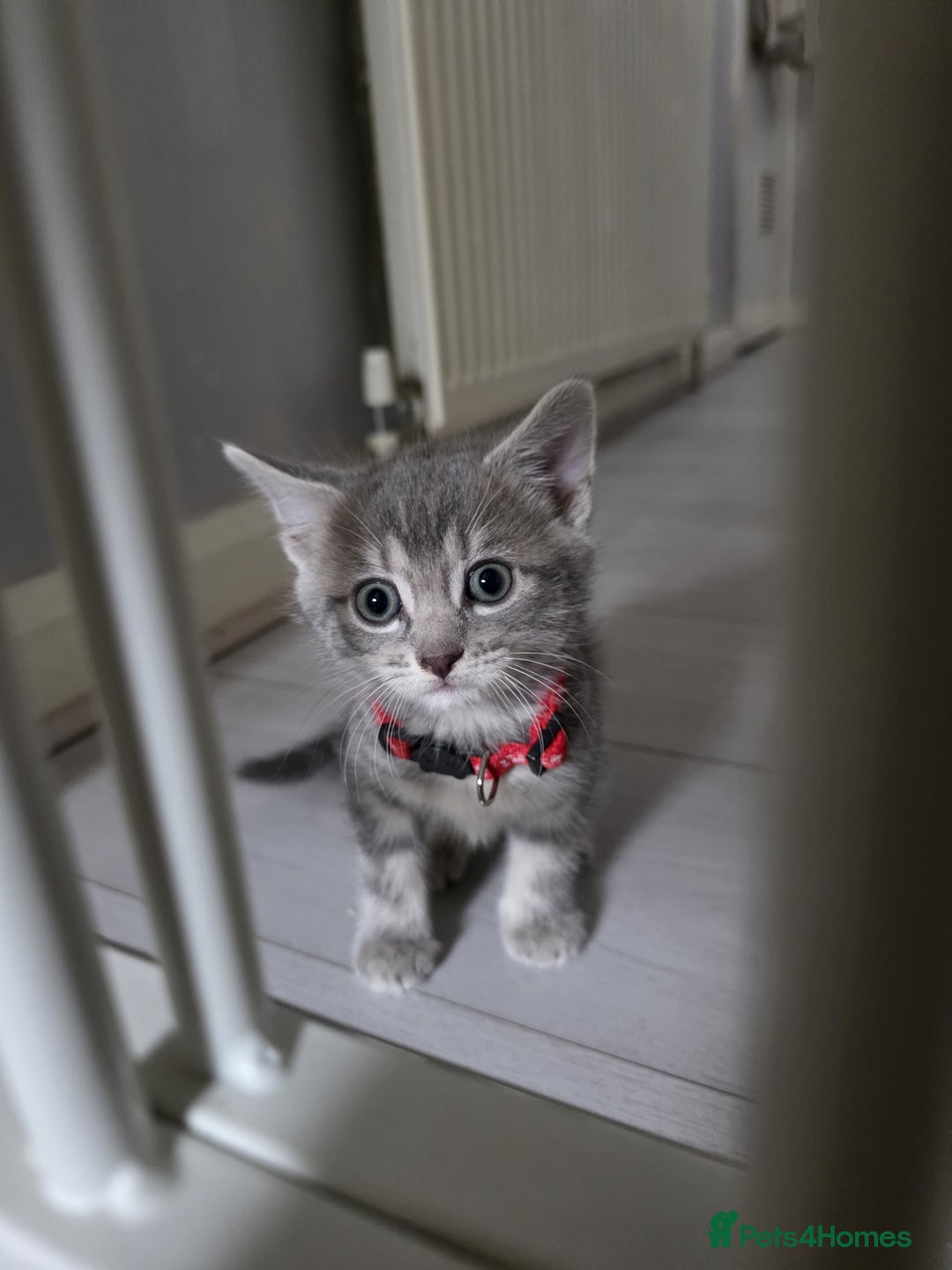 Mixed Breed cats for sale: Gorgeous 2 Girls and 3 boys For sale - Image 21