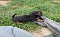 Mixed Breed dogs for sale: Jack Russell Black and Tan terrier puppies  - Image 11