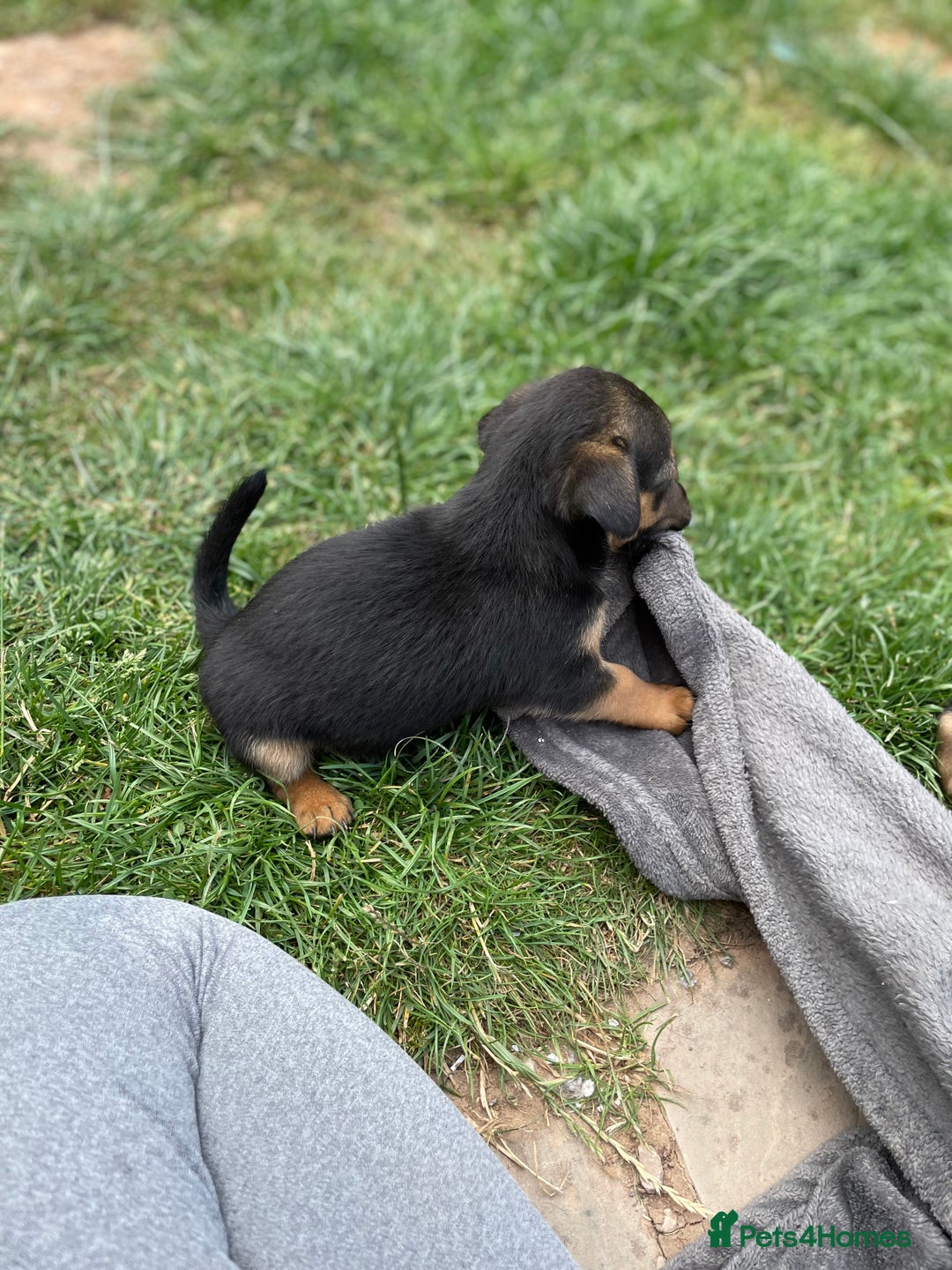 Mixed Breed dogs for sale: Jack Russell Black and Tan terrier puppies  - Image 11