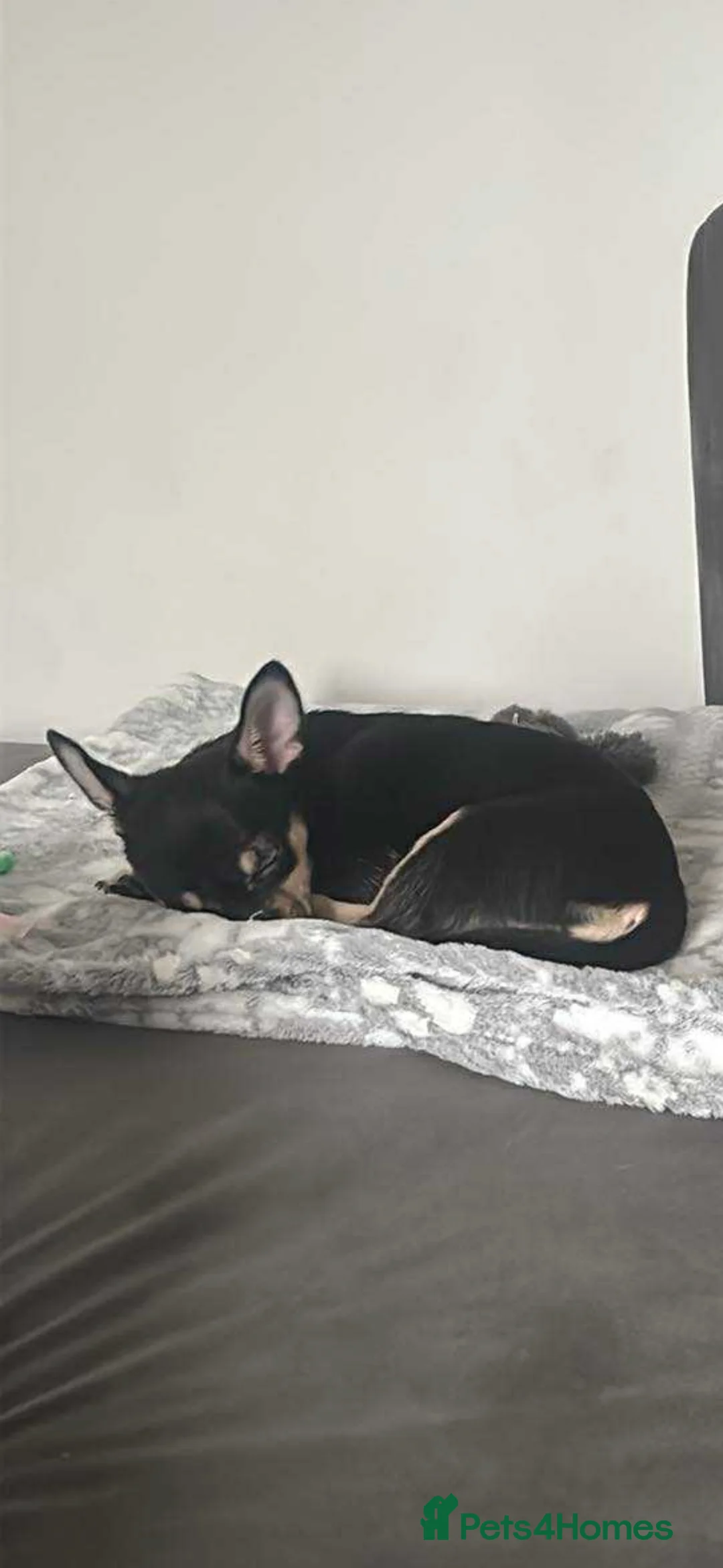 Chihuahua dogs for sale: Female Chihuahua Puppy in Barnsley - Advert 4