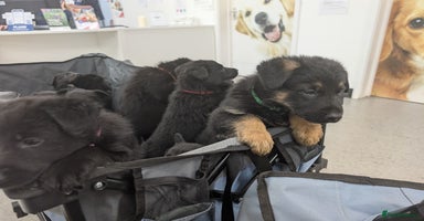 German Shepherd dogs - Advert 11