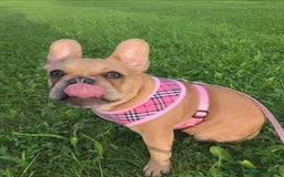 French Bulldog dogs for sale: Frenchbulldog looking for her forever home  - Image 3
