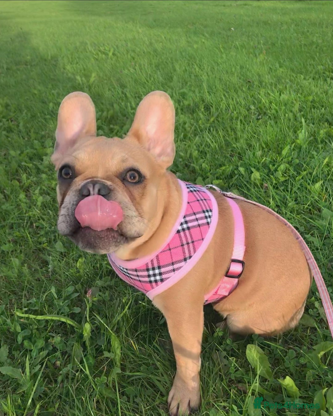 French Bulldog dogs for sale: Frenchbulldog looking for her forever home  - Image 3
