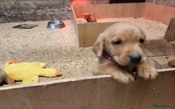 Labrador Retriever dogs for sale: Gorgeous red  Labrador puppies  - Advert 5