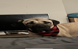 Mixed Breed dogs for sale: Dora the explorer  in Leeds - Image 4