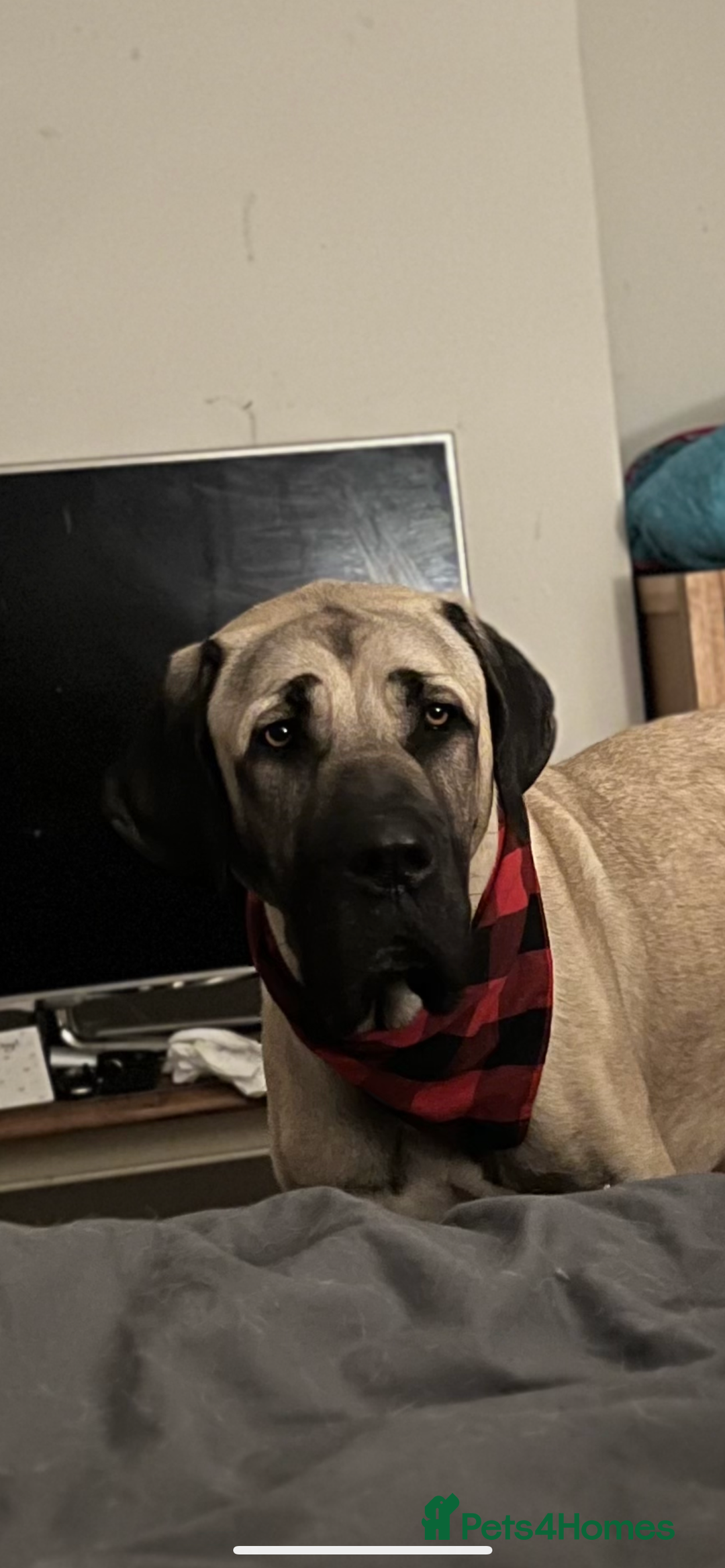 Mixed Breed dogs for sale: Dora the explorer  in Leeds - Image 4