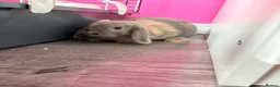 Mixed Breed rabbits for sale: Rabbits for sale x2 in Glasgow - Advert 2