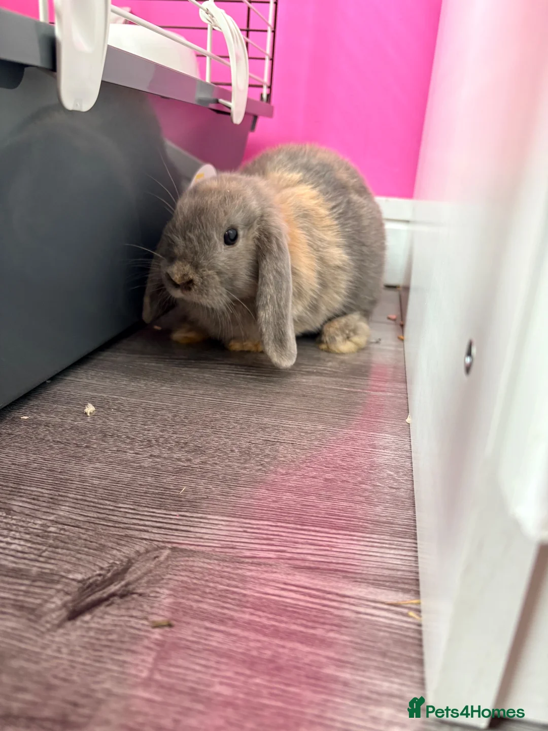 Mixed Breed rabbits for sale: Rabbits for sale x2 in Glasgow - Advert 2