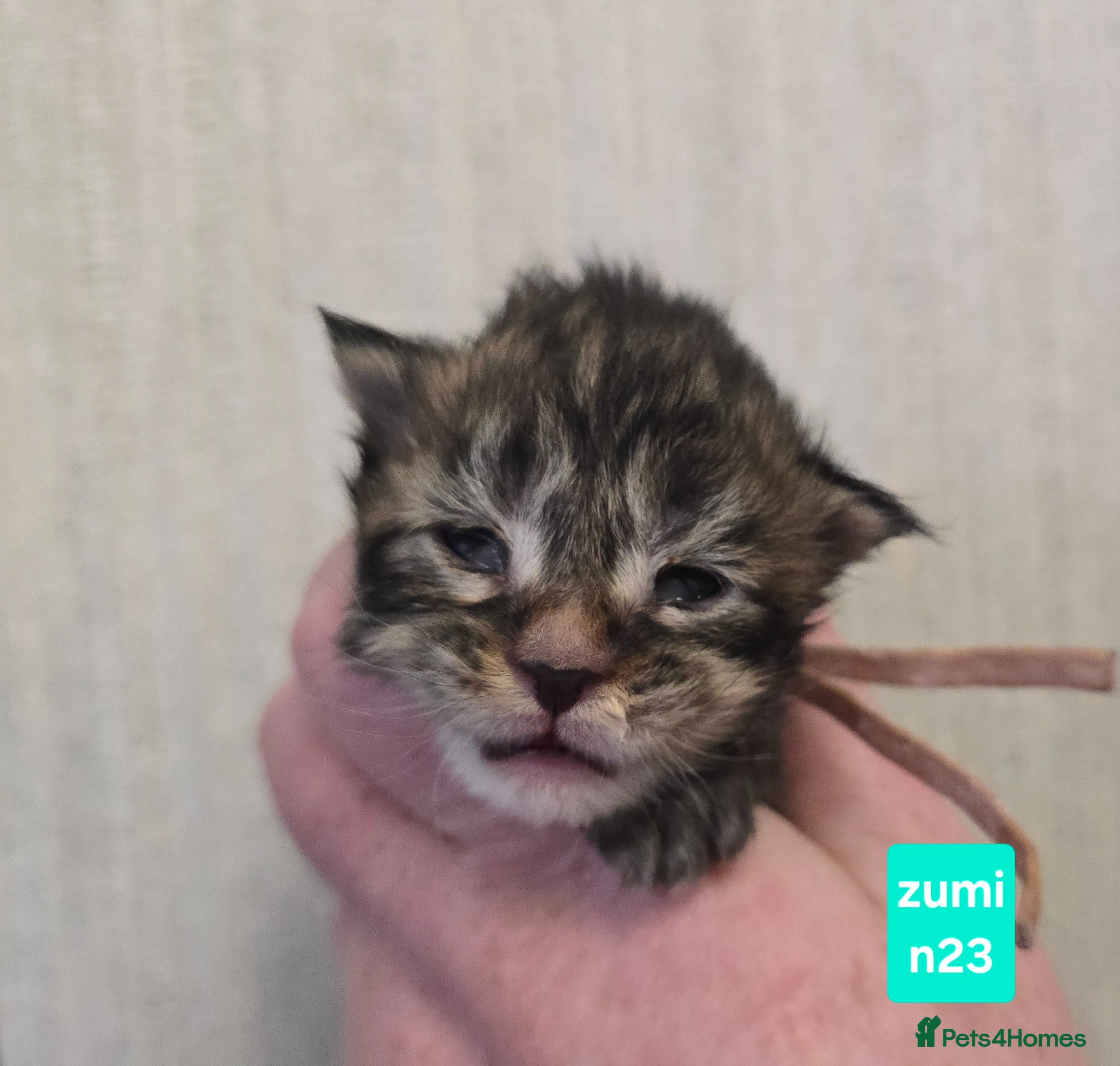 Maine Coon cats Stunning Maine Coon Kittens - Advert 2