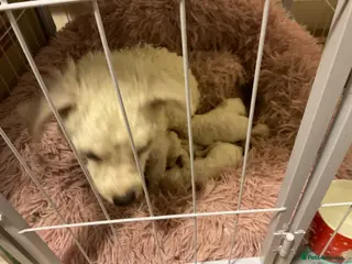 Bichon Frise dogs Bichon frise - Advert 1