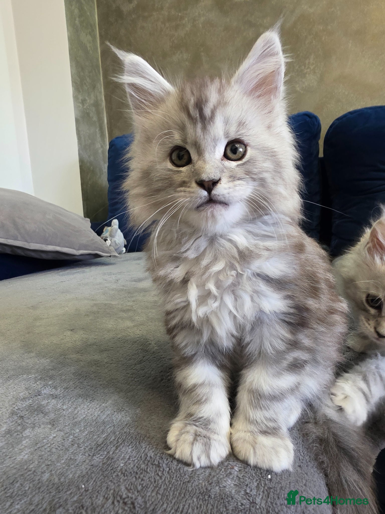 Maine Coon cats  Maine Coon Kittens Looking for Loving Homes!   - Advert 2