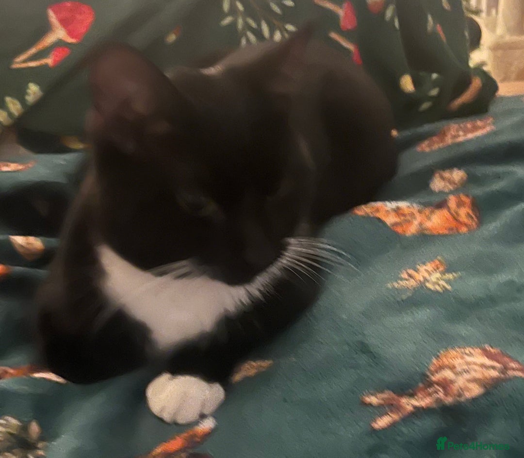 Domestic Shorthair cats for sale: Brother cats. One ginger and one black and white - Advert 5