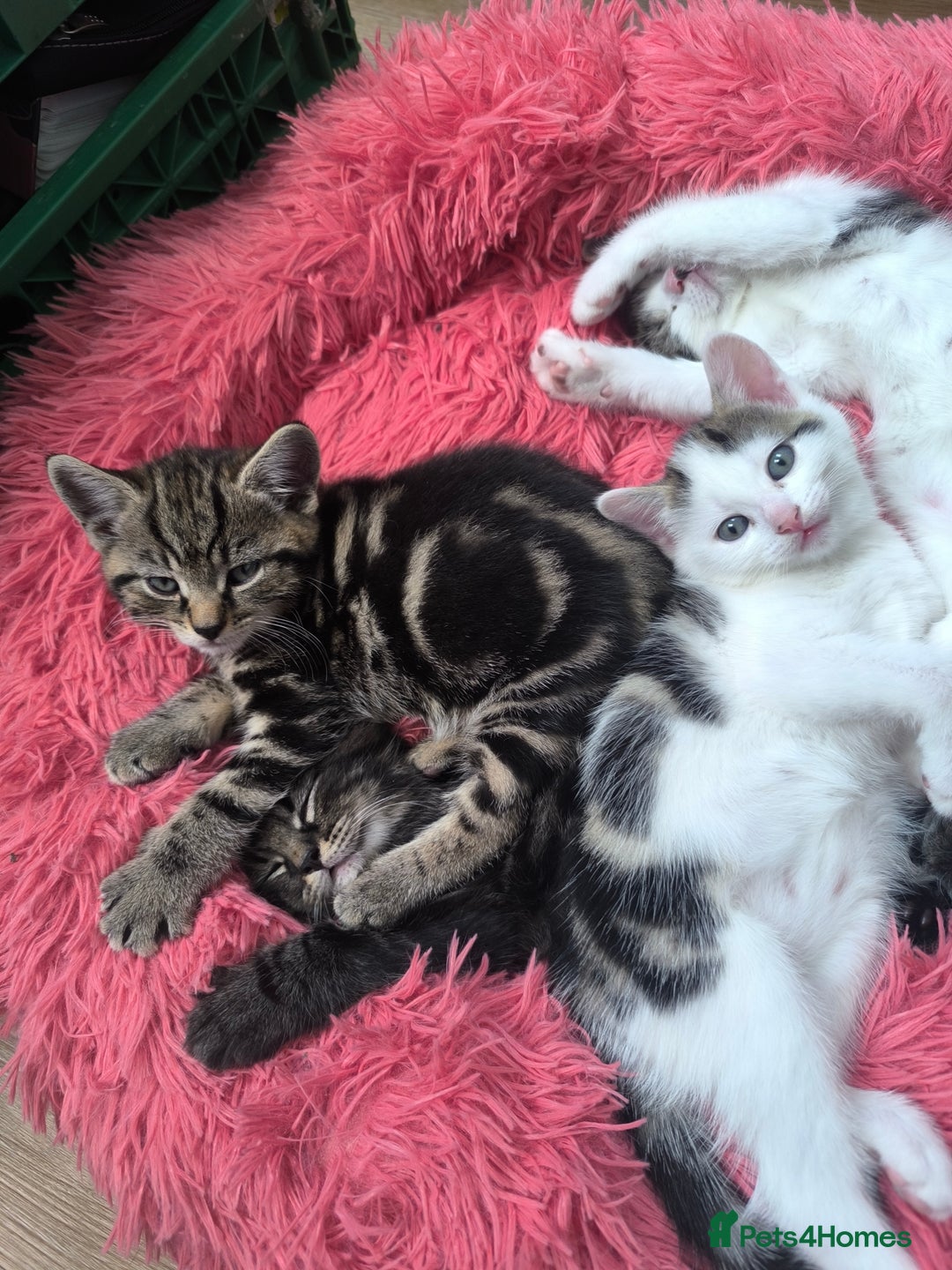 Abyssinian cats for sale: Beautiful kittens ar looking for new kind parents. - Image 2