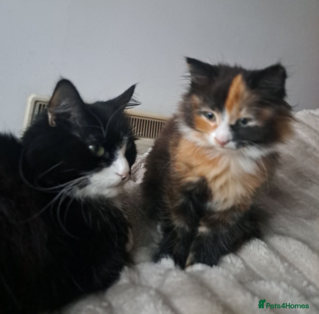 Mixed Breed cats for sale: Girl cat looking for a home - Advert 5