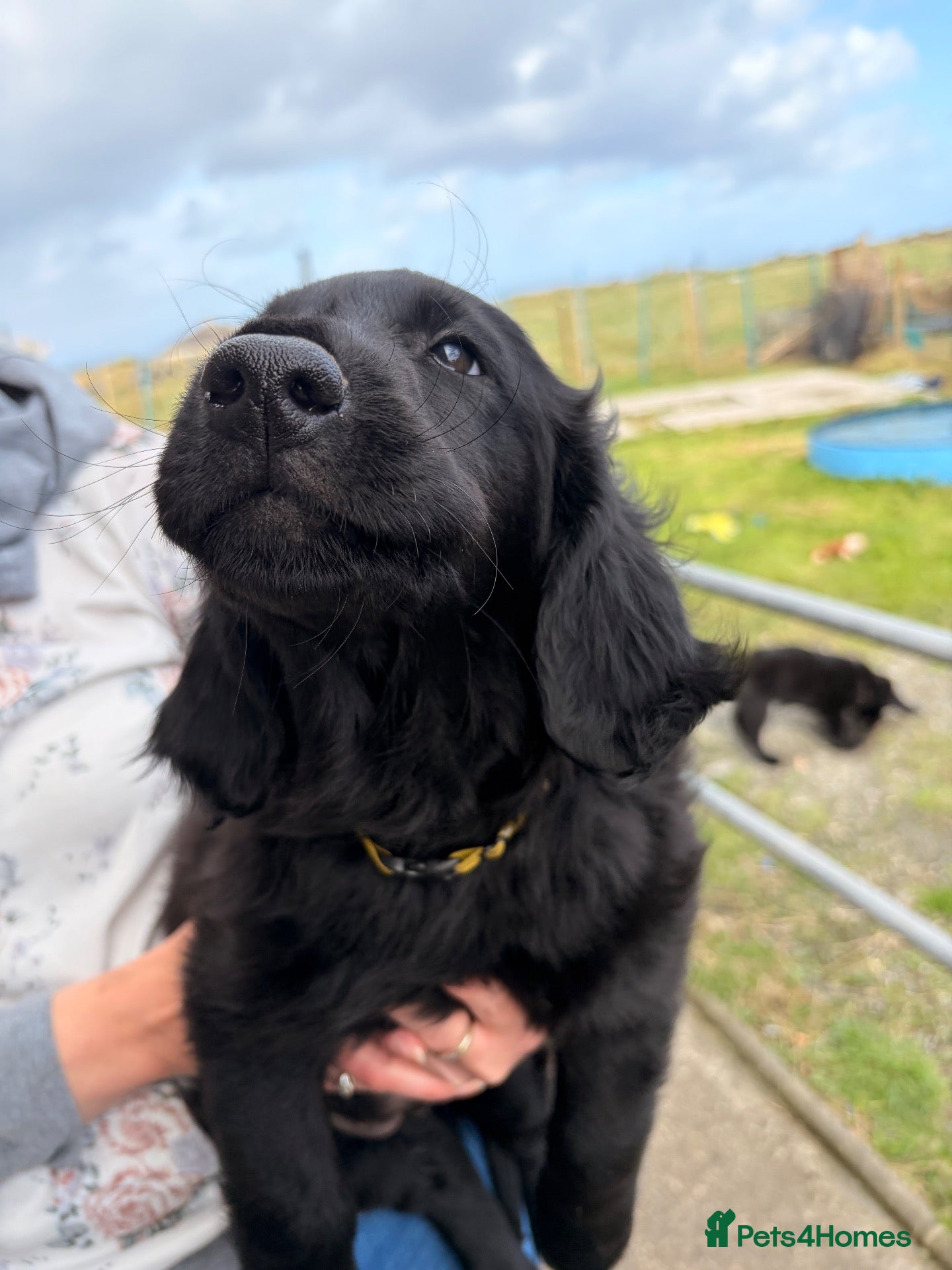Flat coated Retriever dogs KC Registered Flatcoated Retriever Puppies - Advert 5