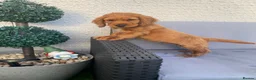Cocker Spaniel dogs for sale: Cocker spaniel puppy’s for sale  - Advert 7