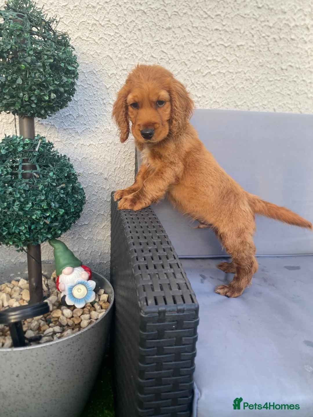Cocker Spaniel dogs for sale: Cocker spaniel puppy’s for sale  - Advert 7