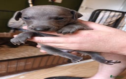 Whippet dogs for sale: 2 whippet pups left ( 1 bitch & 1 boy) - Image 8