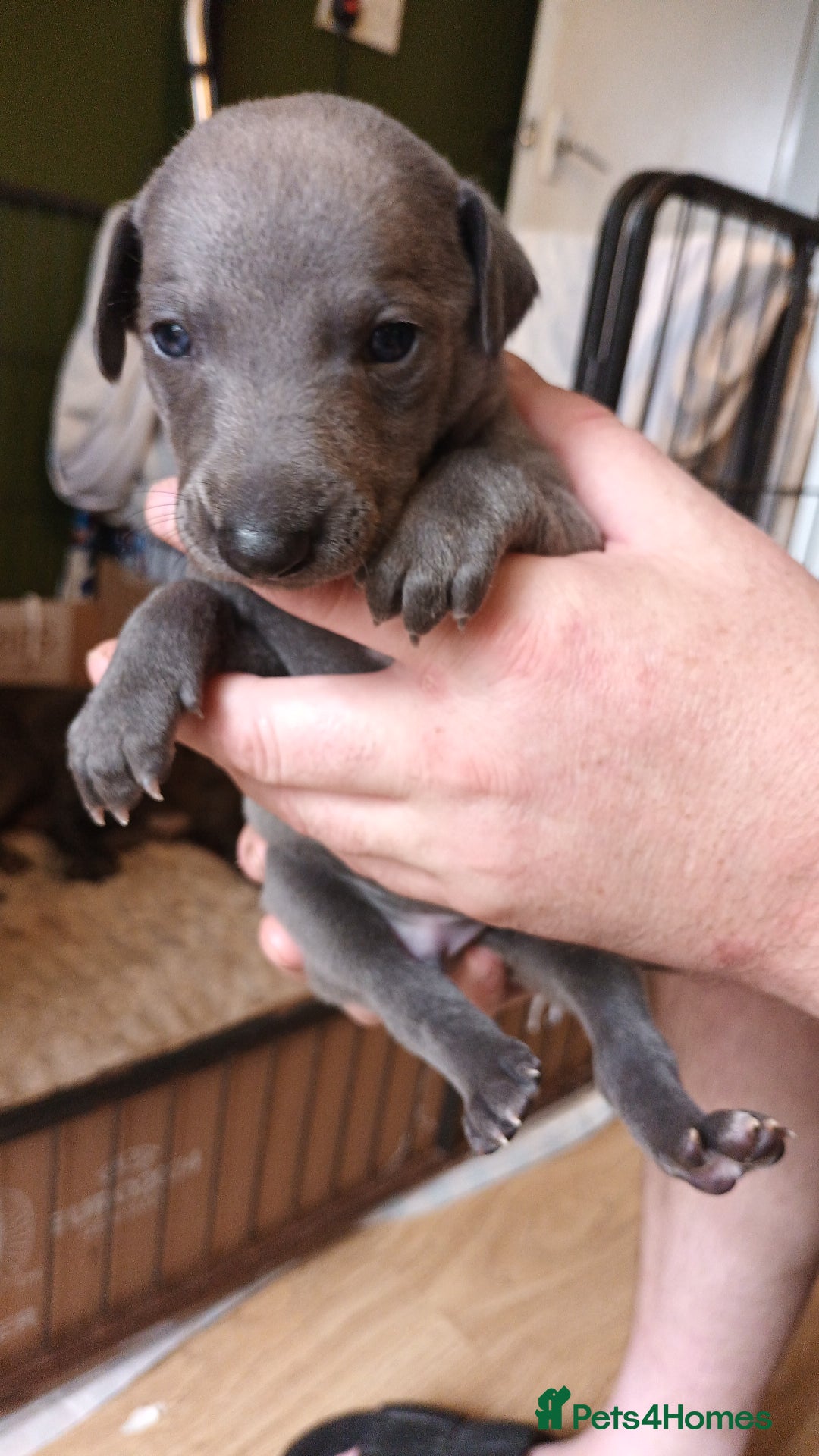 Whippet dogs for sale: 2 whippet pups left ( 1 bitch & 1 boy) - Image 8
