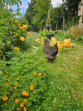 Chickens poultry - Advert 1