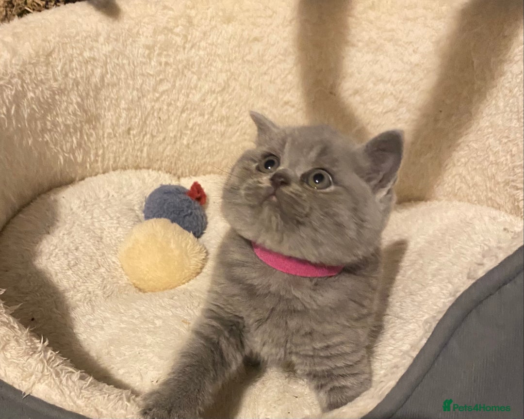 British Shorthair cats for sale: Stunning British short hair GCCF/TICA - Advert 9