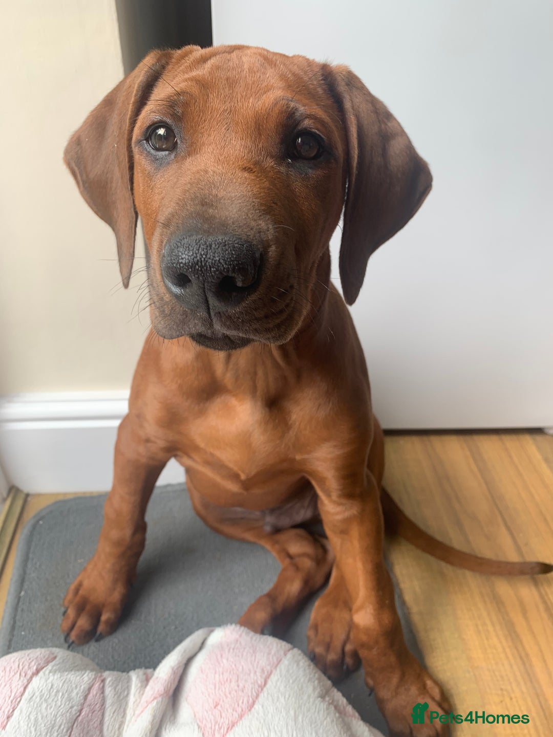 Rhodesian Ridgeback dogs for sale: Partially trained Rhodesian Ridgeback - Image 1