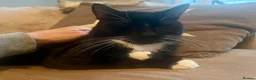 Domestic Shorthair cats for adoption: Ronnie, gentle 2 year old male - Advert 7