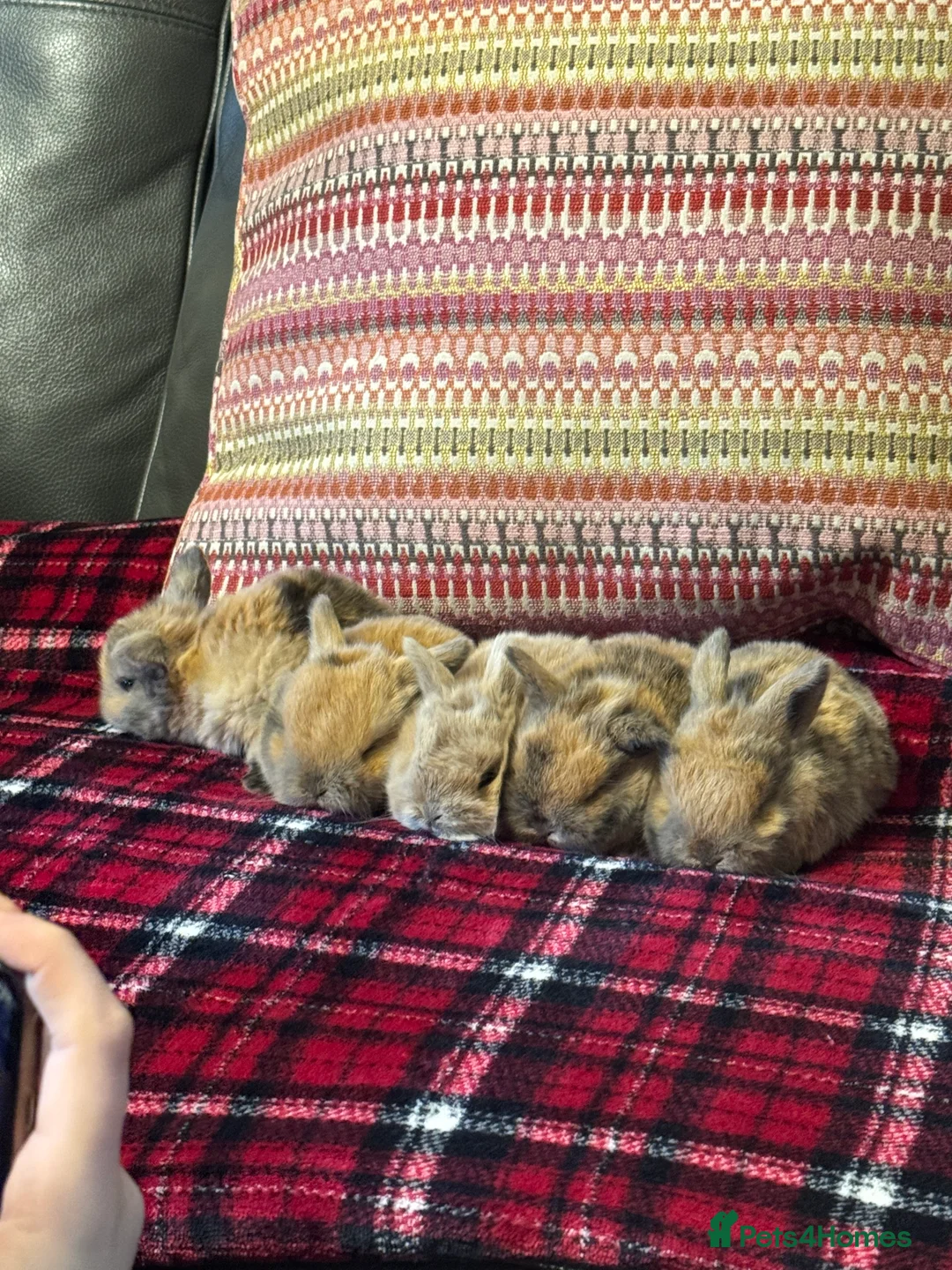 Mini Lop rabbits for sale: Mini lops - Advert 2