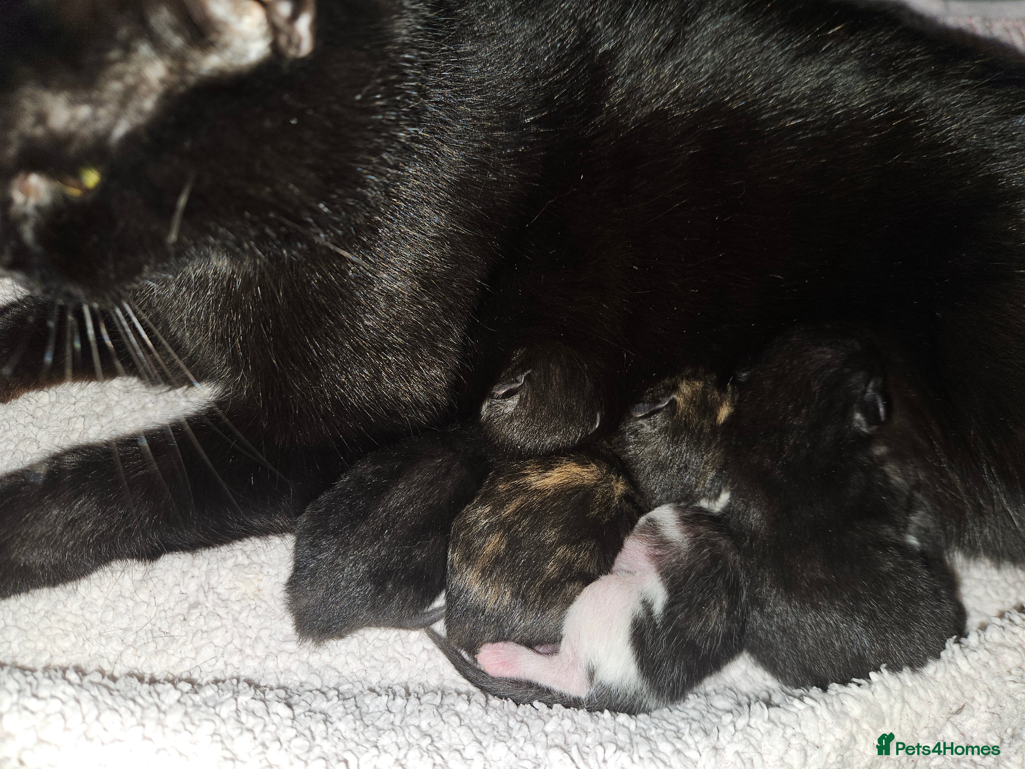 Domestic Shorthair cats 3 Adorable Female Kittens Ready Soon - Advert 2