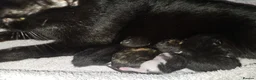 Domestic Shorthair cats for sale: 3 Adorable Female Kittens Ready Soon - Advert 1