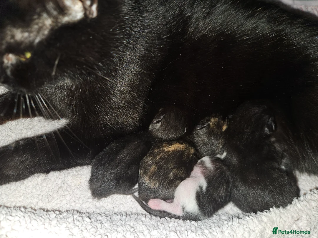 Domestic Shorthair cats for sale: 3 Adorable Female Kittens Ready Soon - Advert 1