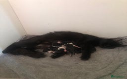Mixed Breed cats for sale: 4 Stunning kittens for sale - Image 23
