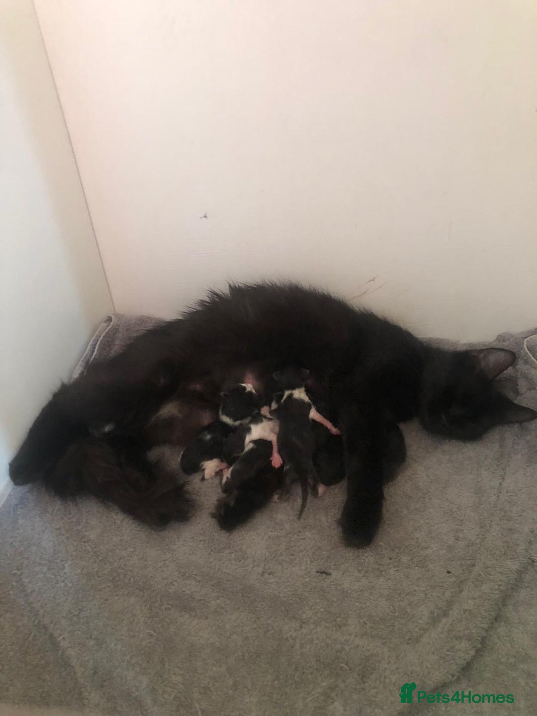 Mixed Breed cats for sale: 4 Stunning kittens for sale - Image 23