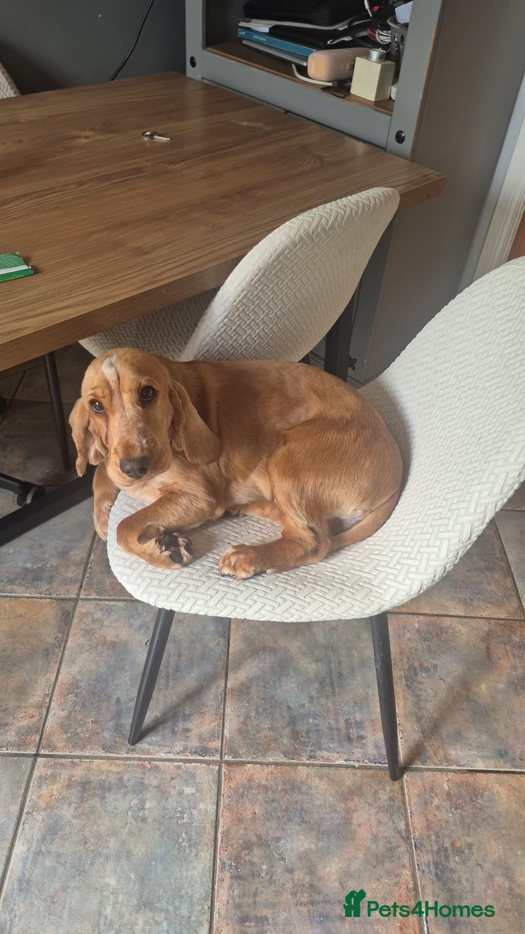 Cocker Spaniel dogs for stud: Honey - Advert 23