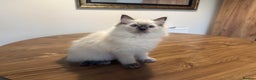 Ragdoll cats for sale: 6 Gorgeous Full Breed Ragdoll Kittens Ready to Go! - Advert 34