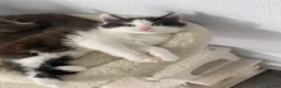 Mixed Breed cats for sale: Beautiful fluffy Russian blue mixed breed kitten - Advert 8