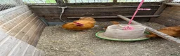 Chickens poultry for sale: Buff Orpington Hatching eggs  - Advert 6