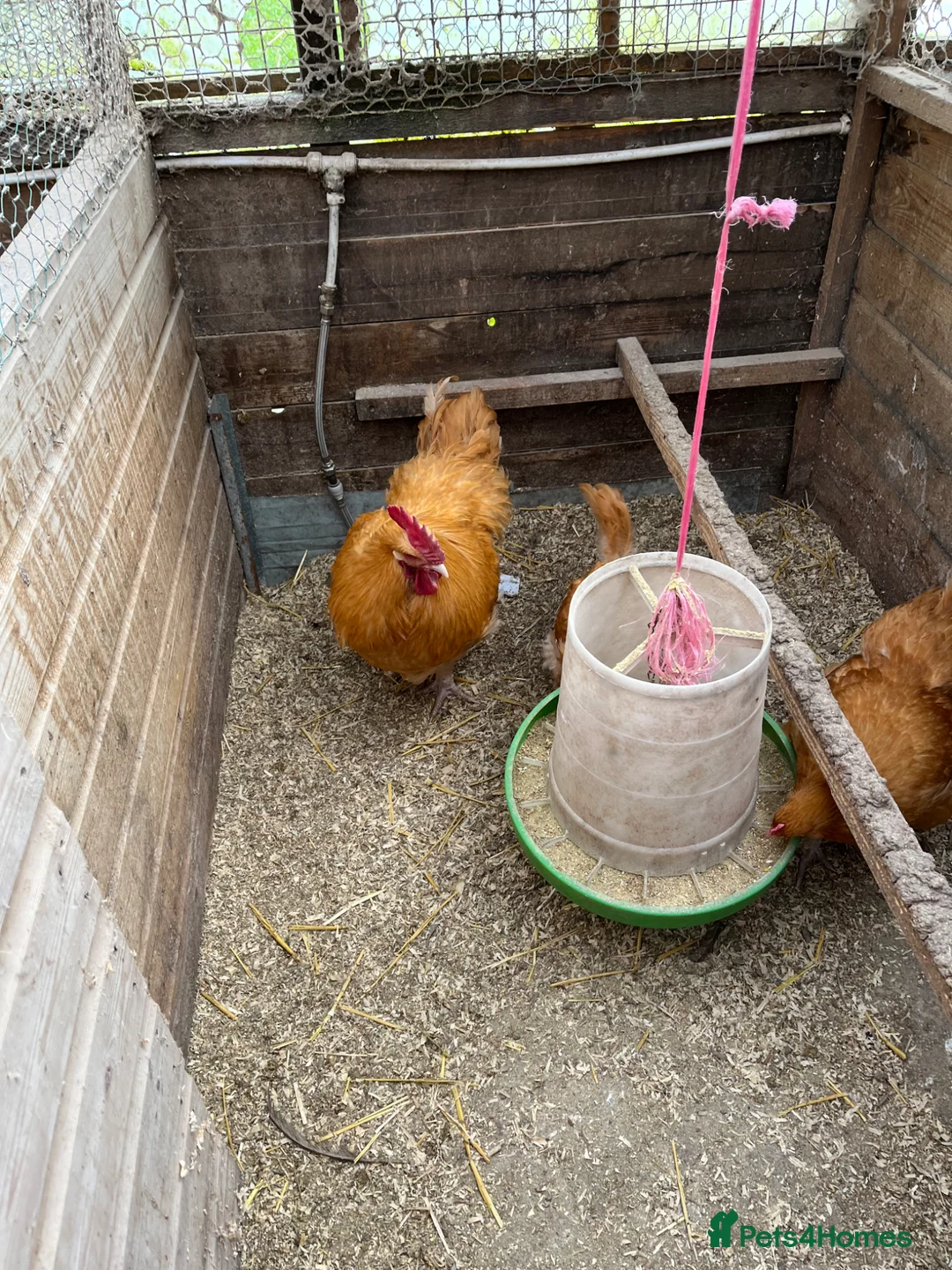 Chickens poultry for sale: Buff Orpington Hatching eggs  - Advert 6
