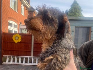 Dachshund dogs Daschund/Tekkel wired coated - Advert 4