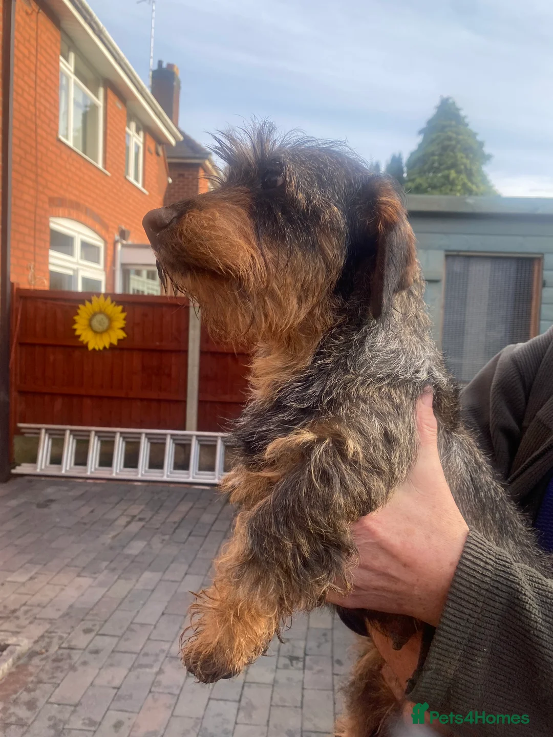 Dachshund dogs for sale: Daschund/Tekkel wired coated  - Advert 1