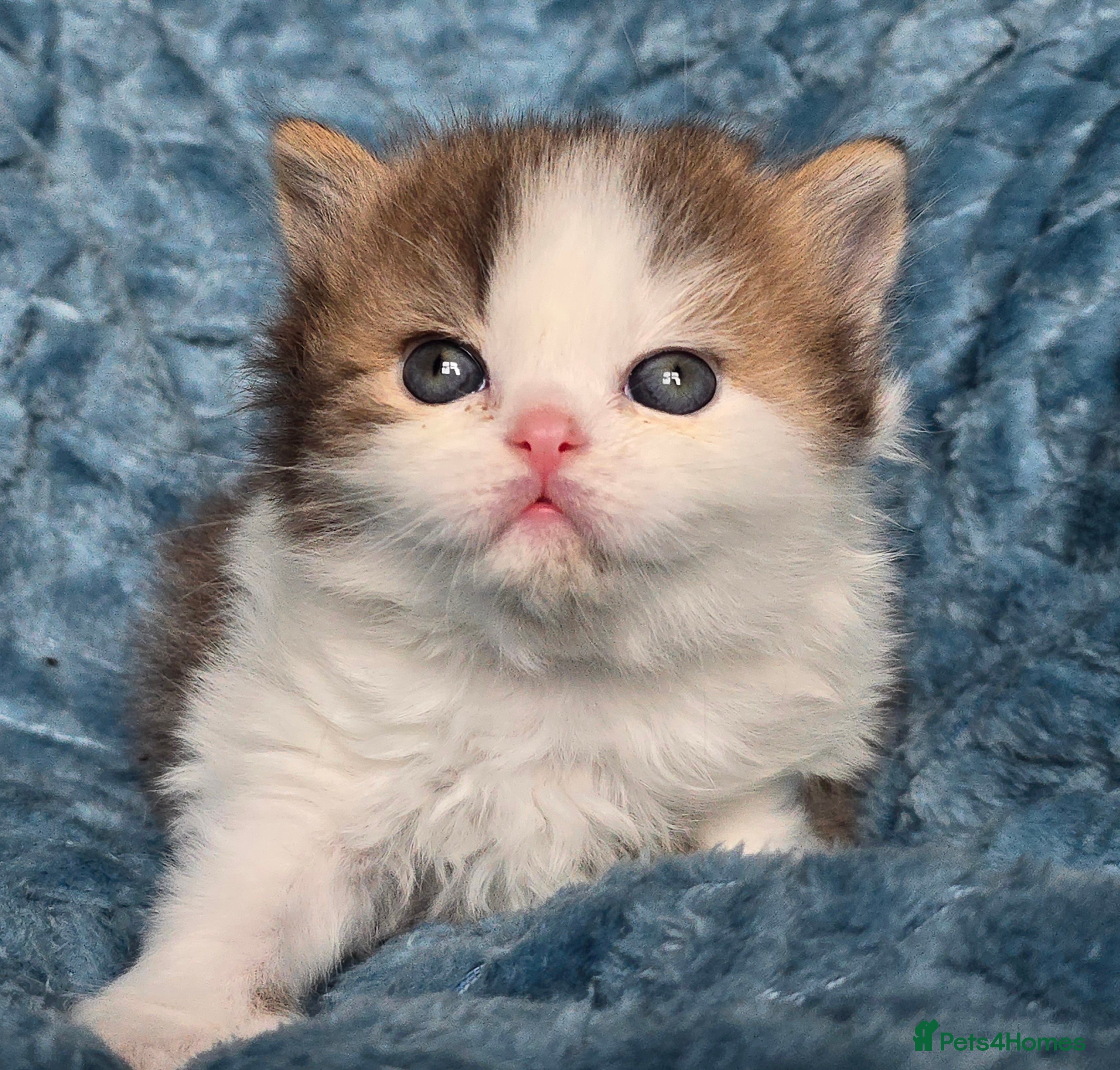 British Shorthair cats TICA registered British shorthair kittens - Advert 7