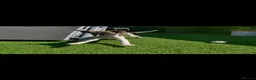 Whippet dogs for sale: Beautiful whippet puppy  - Advert 6