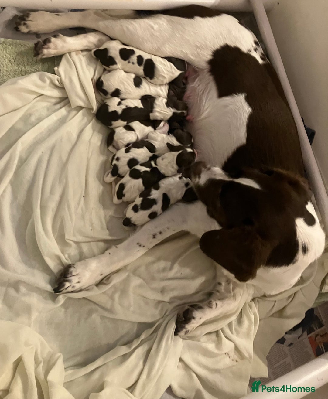 Sprollie dogs for sale: Sprollie/Springer Spaniel Puppies  - Advert 1